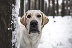 blonde Labrador Retriever