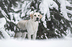 blonde Labrador Retriever