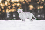 young blonde Labrador Retriever