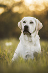 blonde Labrador Retriever