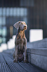 young Labrador Retriever