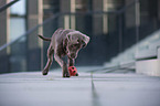 young Labrador Retriever