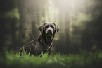 charcoal Labrador