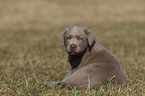 Labrador Retriever Puppy