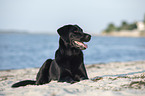 lying Labrador Retriever