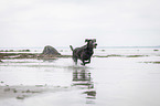 running Labrador Retriever