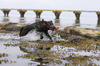 playing Labrador Retriever