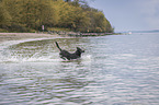 running Labrador Retriever