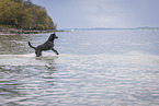 running Labrador Retriever