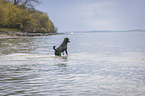 walking Labrador Retriever