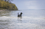 bathing Labrador Retriever