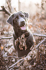 Labrador Retriever Portrait