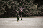 running Labrador Retriever