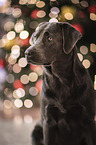 Labrador Retriever Portrait