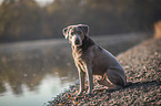 sitting Labrador Retriever