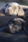 Labrador Retriever Puppies