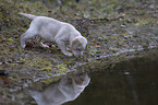 Labrador Retriever Puppy