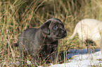 Labrador Retriever Puppy