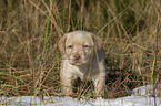 Labrador Retriever Puppy