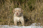 Labrador Retriever Puppy