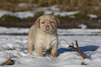 Labrador Retriever Puppy