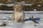 Labrador Retriever Puppy