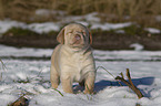 Labrador Retriever Puppy