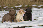 Labrador Retriever Puppies