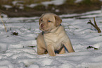 Labrador Retriever Puppy