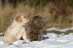 Labrador Retriever Puppies