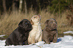 Labrador Retriever Puppies