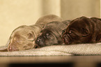 Labrador Retriever Puppies