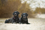 2 Labrador Retriever