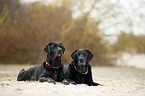 2 Labrador Retriever