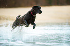 running Labrador Retriever