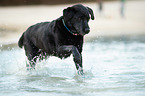 running Labrador Retriever