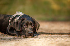 lying Labrador Retriever