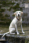 blonde female Labrador Retriever