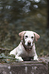 blonde female Labrador Retriever