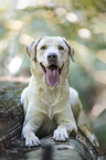 blonde male Labrador Retriever