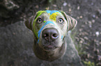 silver male Labrador Retriever