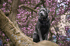 sitting Labrador Retriever