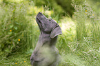 Labrador Retriever Portrait