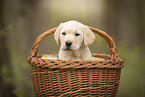 Labrador Retriever Puppy