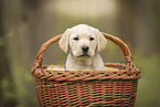 Labrador Retriever Puppy