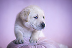 Labrador Retrievern Puppy