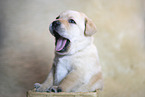 Labrador Retrievern Puppy