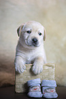 Labrador Retrievern Puppy