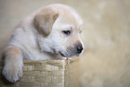 Labrador Retrievern Puppy