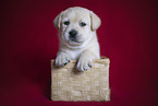 Labrador Retrievern Puppy